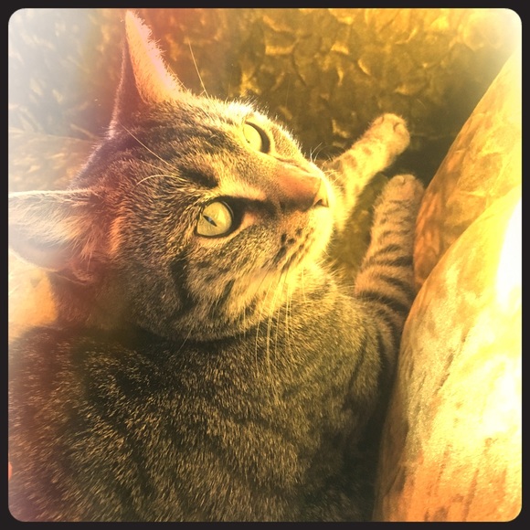 Meet your Posher, Sara - Picture 1 of 1